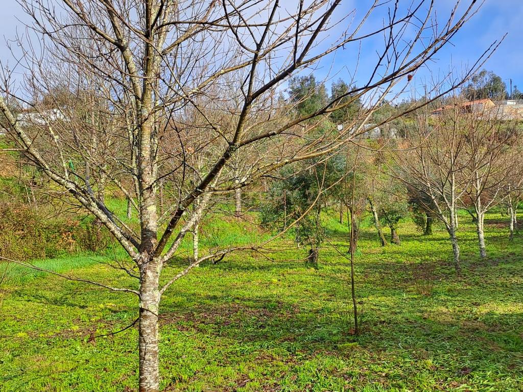 Charmosa Quinta em Castelo de Paiva - Image 25